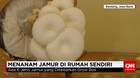 Menanam Jamur Sendiri di Rumah
