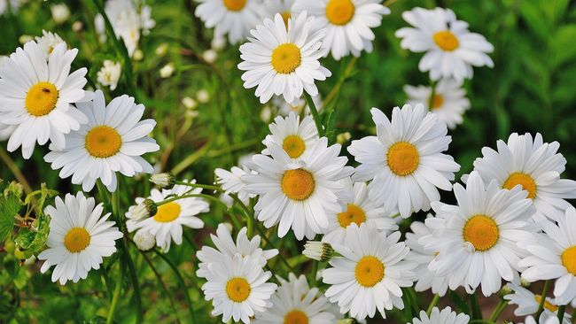 Hasil gambar untuk bunga daisy