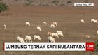Nasib Peternak Sumba