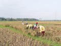 Warga Tolak Pembangunan Bandara Kulon Progo