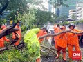 Pohon Tumbang di Jakarta Timpa Rumah, Kabel Listrik, Mobil