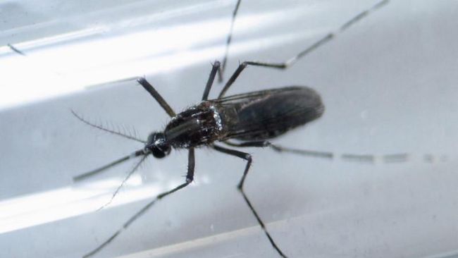 Endemis DBD, Indonesia Berpotensi Besar Terjangkit Zika