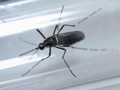 Endemis DBD, Indonesia Berpotensi Besar Terjangkit Zika