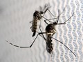 WHO Cabut Status Darurat Zika, Brasil Meradang