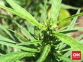 Polda Metro Gagalkan Peredaran 1 Ton Ganja