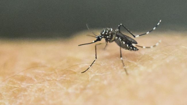 Beda DBD dan Demam Chikungunya, dari Virus hingga Gejala