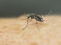 Manfaat Konsumsi Sup, Obat Alami untuk Malaria