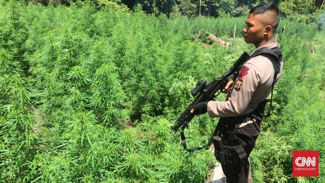 Ada Ladang Ganja di Zona Merah Gunung Sinabung