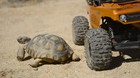 Teknologi Rover untuk Selamatkan Kura-kura