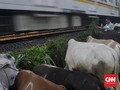 Jokowi Beri Kurban di Bogor, Prabowo Tebar Sapi di Serang