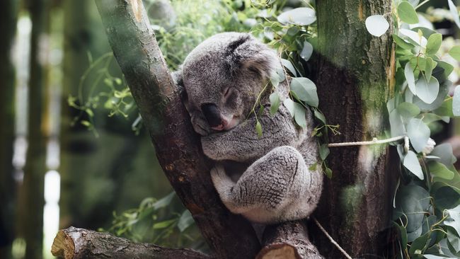 Koala Terancam Punah Akibat Karhutla Australia
