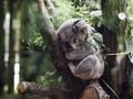 Koala Terancam Punah Akibat Karhutla Australia