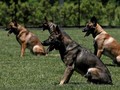 Anjing Pelacak Hibah AS untuk Yordania Tak Terurus
