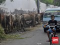 Menghirup Aroma Musiman Hewan Kurban di Tanah Abang