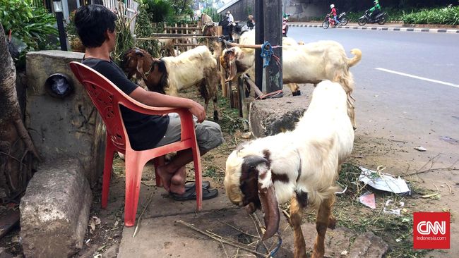 450 Koleksi Gambar Kata Lucu Hewan Kurban HD Terbaru