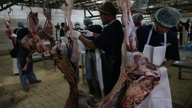 Jelang Idul Adha, Hewan Kurban Jakarta Belum Ada yang Sakit