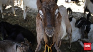 Penjelasan Ilmiah di Balik Bau 'Prengus' Kambing