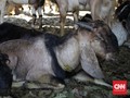 Dituduh Ubah Manusia Jadi Kambing, Pria Nigeria Dihajar Massa