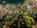Serba Lokal di Festival Pesona Selat Lembeh 2016