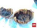 'Perkawinan' Lezat Singkong dan Seafood di Wakatobi
