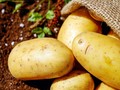 Cara Aman Makan Kentang untuk Penderita Diabetes