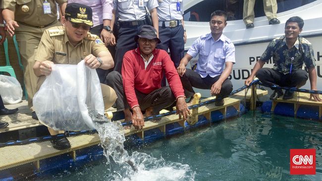 Kepulauan Seribu Genjot Produksi Kerapu Dua Kali Lipat