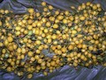 Harga Cabai Aji Charapita 'Terpedas' di Muka Bumi