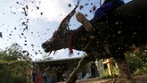 Di antara semua tradisi, yang paling mendebarkan tentu saja balap dan adu banteng. Tiap-tiap kepala banteng diberi hiasan yang meriah. (REUTERS/Samrang Pring)