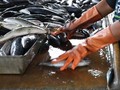 Moratorium Eks Kapal Asing 'Tenggelamkan' Pendapatan Nelayan