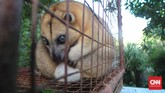 Selain tarsius, mamalia unik lain yang juga bisa ditemukan di Sulawesi adalah kuskus beruang. Ada dua jenis yang berhabitat di Celebes, yakni kuskus beruang (Ailurops ursinus) dan kuskus talaud (Ailurops melanotis). Kedua jenis kuskus itu dibedakan berdasarkan warna rambut.