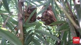 Tarsius (Tarsius tarsier) adalah primata terkecil di dunia. Ukurannya hanya 10-15 cm atau sebesar kepalan tangan manusia. Binatang imut ini juga kerap disebut dengan nama monyet hantu.