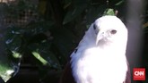 Satwa dilindungi lainnya yang juga berhabitat di Sulawesi adalah elang bondol (Haliastur Indus). Burung pemangsa ini dilindungi karena populasinya yang terus menurun.