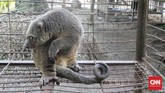 Kuskus atau kuse masih berkerabat dengan kanguru karena termasuk dalam hewan marsupial atau berkantung. Mereka adalah hewan herbivora yang hidup di pepohonan (arboreal).