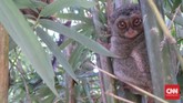 Jenis makanan tarsius umumnya serangga, seperti jangkrik atau kecoak. Namun mereka juga kerap memakan reptil kecil dan kelelawar. Spesies unik ini berstatus langka dan dilindungi di Indonesia.