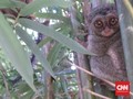 Tarsius, Primata Imut dari Celebes