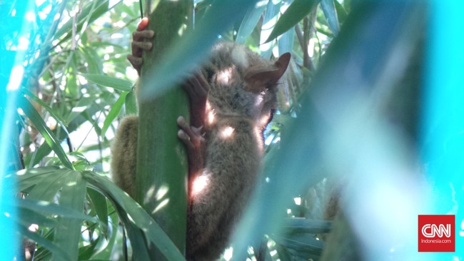  Gambar  Taman Nasional Tangkoko Tempatnya Satwa Unik Langka 