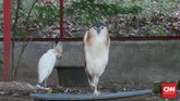 Tidak hanya mamalia, Sulawesi juga memiliki banyak jenis burung. Salah satunya adalah pergam gunung (Ducula badia) yang memiliki bulu berwarna kontras, putih di bagian dada serta hijau kecoklatan di bagain kepala dan sayap.