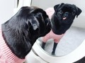 Koleksi Terbaru RI Bikin Si Doggie Makin Modis
