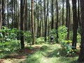 KLHK Ajukan Banding, Greenpeace Nilai Pemerintah Tak Komitmen