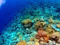 Indonesia-Singapura Temukan 12 Spesies Baru Bawah Laut
