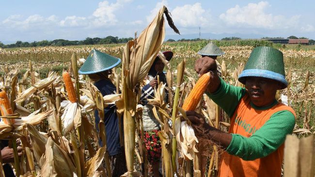 Kementan Tuding Distribusi Jagung 'Kecoh' Pasokan dan Harga