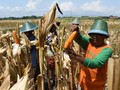 Kementan Tuding Distribusi Jagung 'Kecoh' Pasokan dan Harga