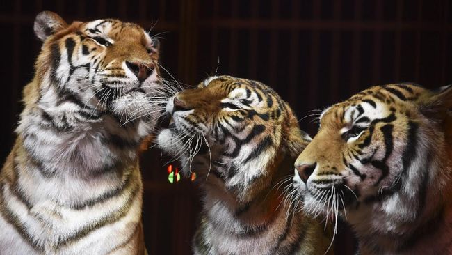 Piara Tiga Macan Di Rumah Ibu Dituduh Ancam Nyawa Anak