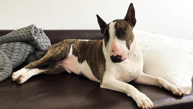 Neville Jacobs Anjing Paling Fashionable Di Dunia