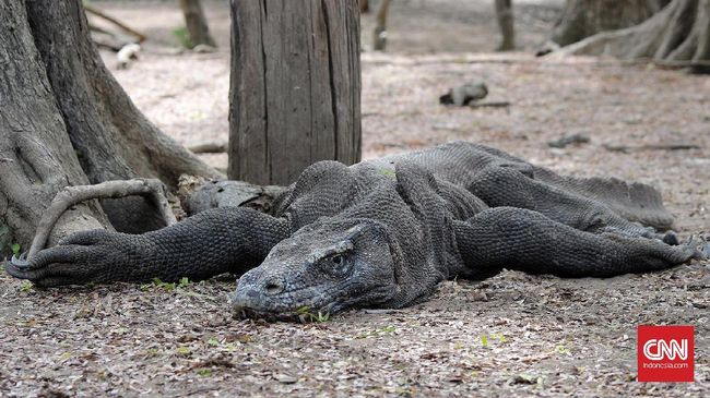 11 Telur Komodo Menetas Di Taman Safari Cisarua