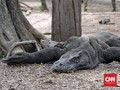 Rencana Penutupan TN Komodo Perlu Dibahas Banyak Pihak
