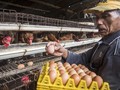 Darmin: Harga Telur dan Daging Ayam Kembali Normal Bulan Ini