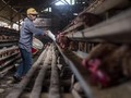 Kementan soal Data Bibit Ayam Meleset: Kami Percaya Ahli