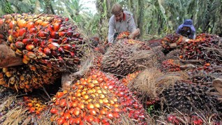 Gandeng Pupuk Indonesia, PTPN III Pangkas Biaya Produksi
