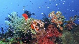 Menyingkap Surga Bawah Laut Bolsel